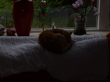 showtafel